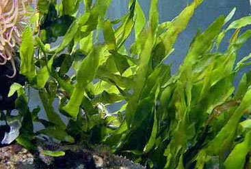 Каулерпа, растения в морском аквариуме
