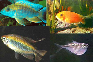 каталог пресноводных аквариумных рыбок