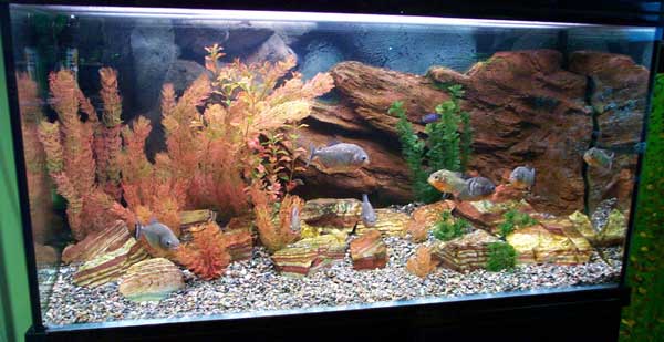 14 стилей оформления аквариумов. Подробный гайд