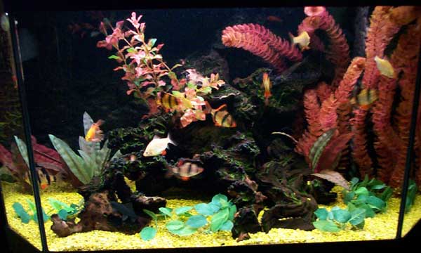 Правила размещения декораций и растений в аквариуме фото