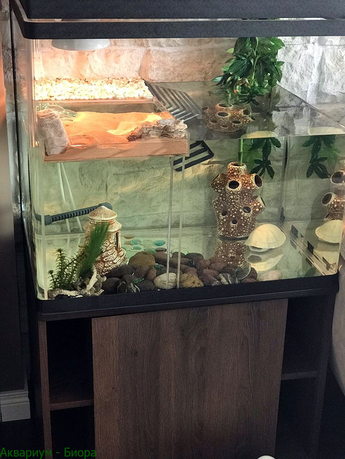 домашние черепахи в аквариуме