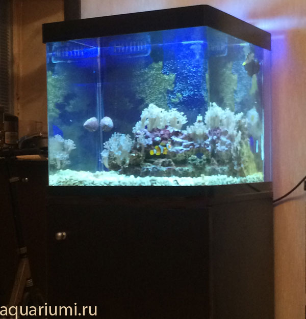 Морской кубик 65л.
