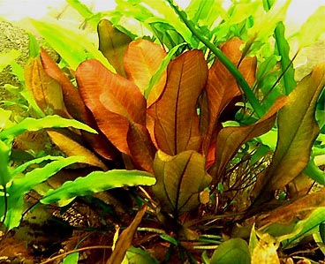 Аквариумные растения Эхинодорусы 