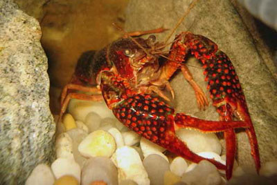    Cherax quadrcarinatus