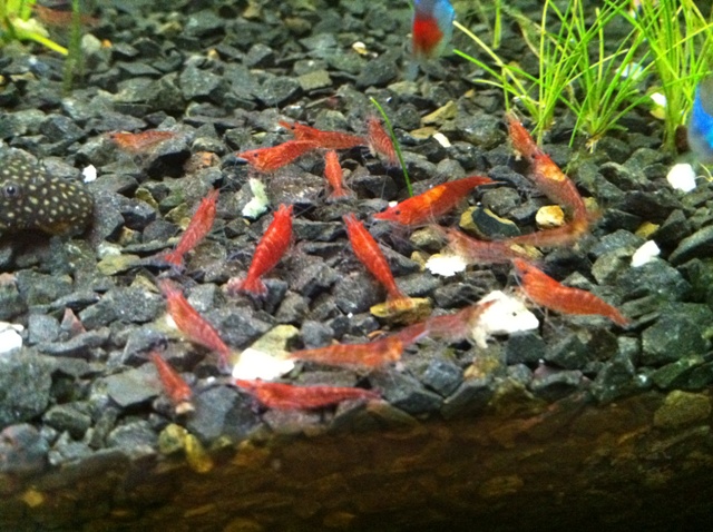 Neocaridina heteropoda var. Red, ранее известна как, Neocaridina denticulata sinensis