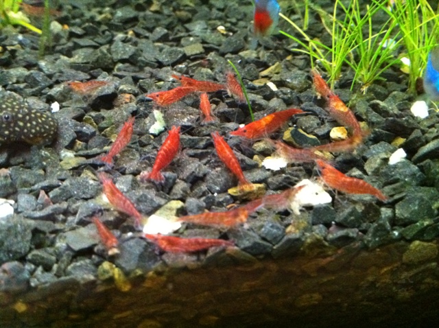 Neocaridina heteropoda var. Red,   , Neocaridina denticulata sinensis